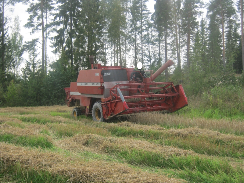 307 massikka puimassa
Ohran puintia tältä vuodelta MF 307.
Avainsanat: MF;307