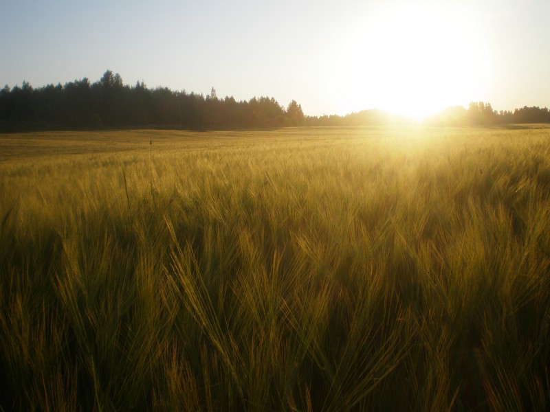 Ohrapelto heinäkuun lopulla.
28.7.2012
Avainsanat: kesäkuva