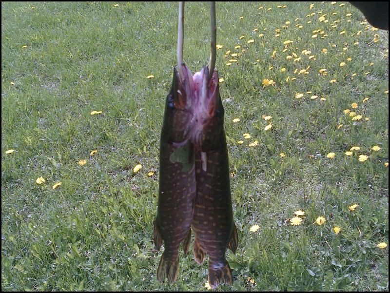 Hauet :P
Tuommoset tarttu uistimeen joesta. Isompi on n.1kg ja toine on 600kg. Ja uistin on tietysti ainut ja oikea Kuusamo Professor. 8-)

