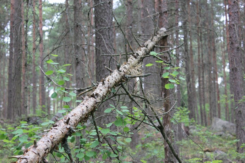 Kesäkuva 2012 
Kesäkuva 2012 
Avainsanat: kesäkuva puu mettä 