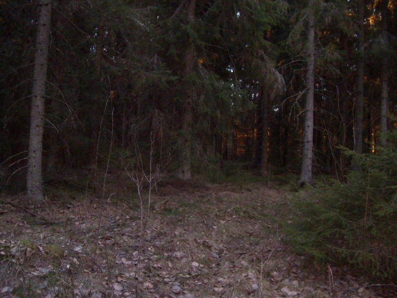 Metsä
